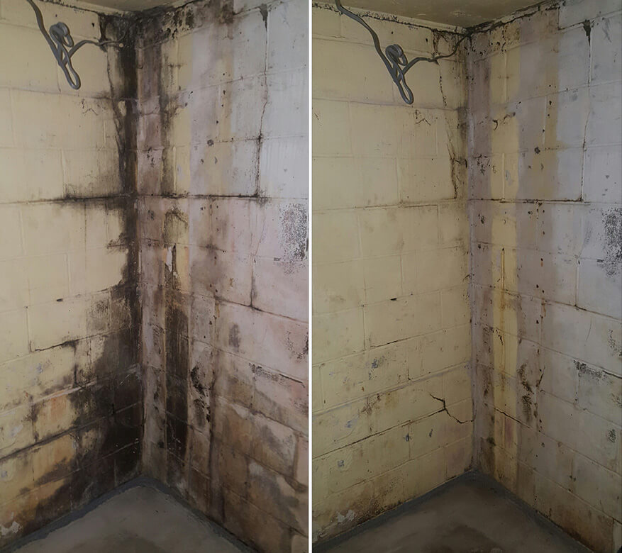 Mold Remediation